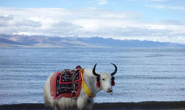 湖和牦牛,最美不过纳木错,蓝天白云牦牛倒映水