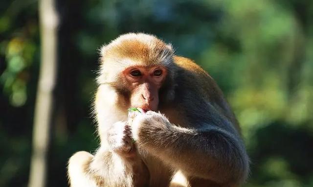 最新发布: 上海最高的山, 不是佘山, 据说为军事