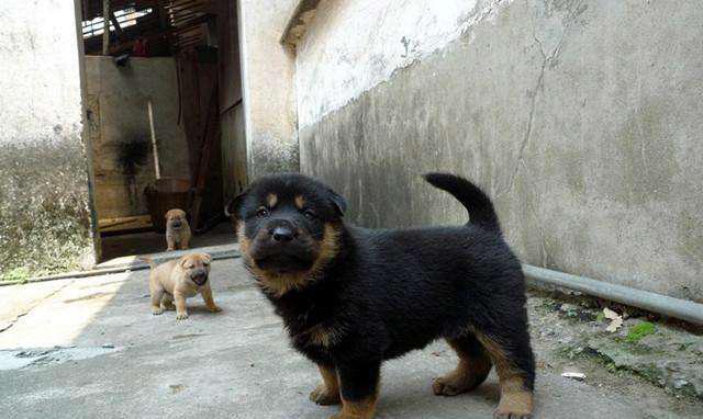 农村的四眼土狗, 传说能辟邪带财, 能看见常人看