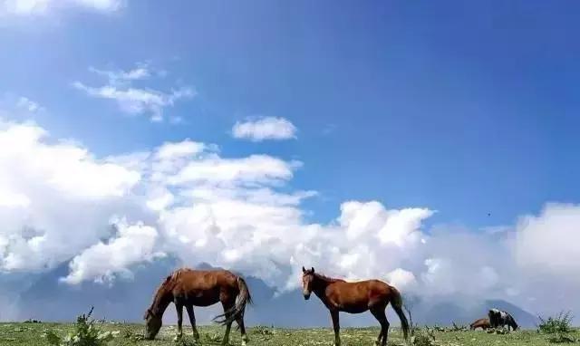 火爆网络的“浮云牧场”把一座山变成了最美的云海仙境