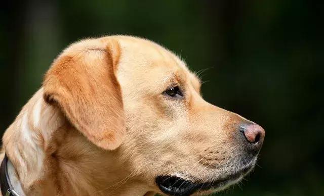 狗狗食欲不振原来是因为口腔问题?