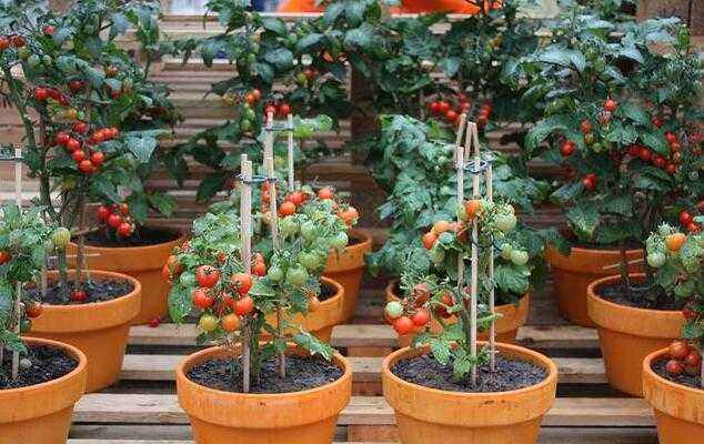 农村小伙教你如何在自家阳台种上一盆西红柿,