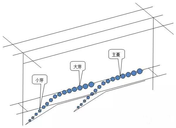 60岁农业专家,葡萄猕猴桃种植新技术,每亩可以