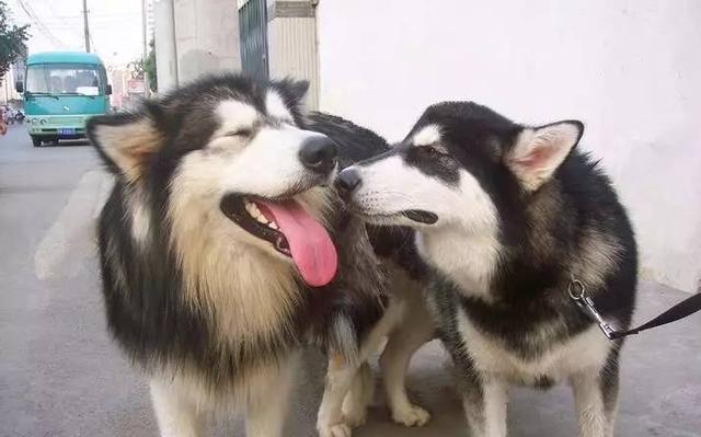 狗狗牙垢引起的口臭问题全剖析,三招教你如何