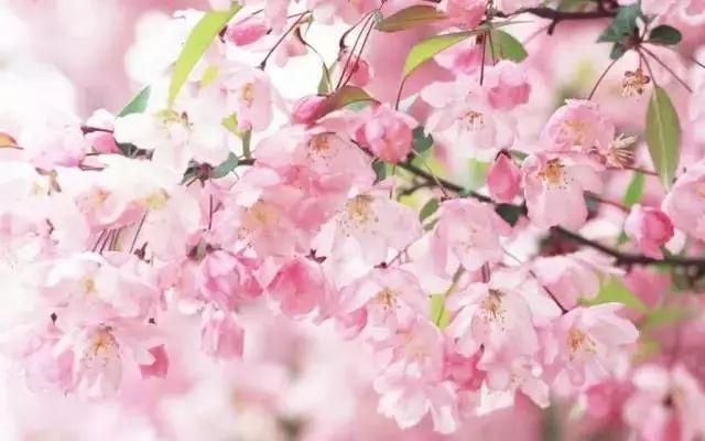 三月桃花天，重庆这8个地方更胜十里桃林，等你来踏春！