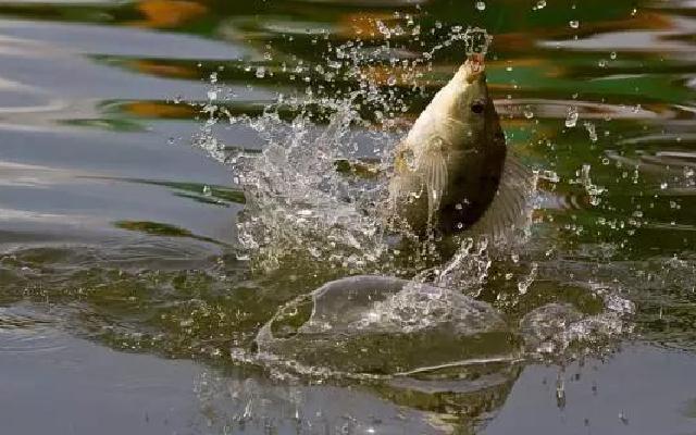 钓鱼技的巧,手杆提杆时机如何把握?!