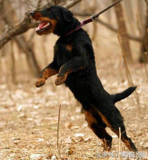 世界名犬--德国猎梗