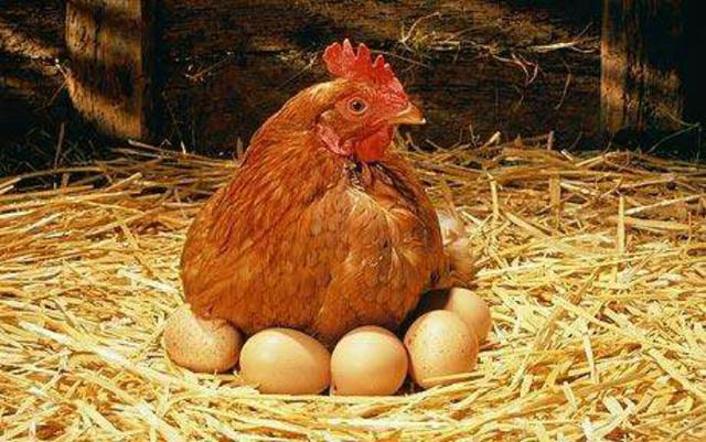 为什么没有公鸡的帮助,母鸡也能天天下蛋?看完我笑抽了