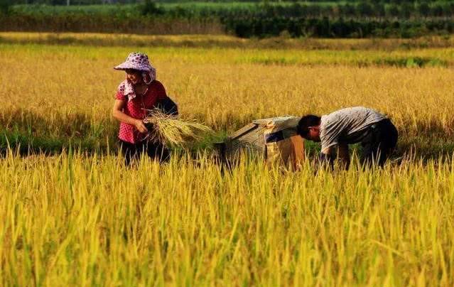 我国是农业大国,为什么还要大量进口日本大米