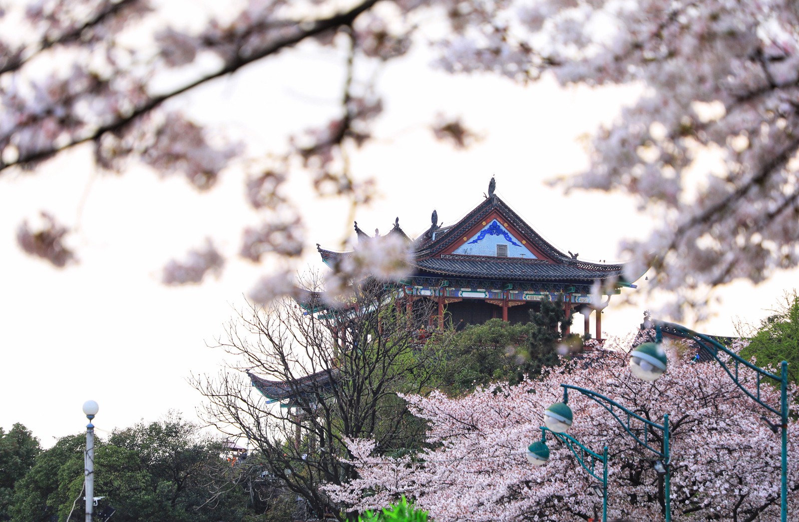 网友拍摄的2018武汉大学与秦川阁樱花美图 惊艳漂亮震撼