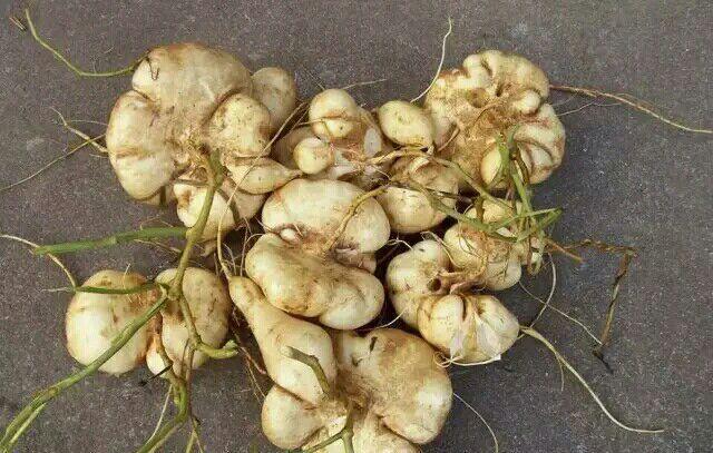 地瓜? 果实像红薯, 茎叶像豆类, 很多人却不知道