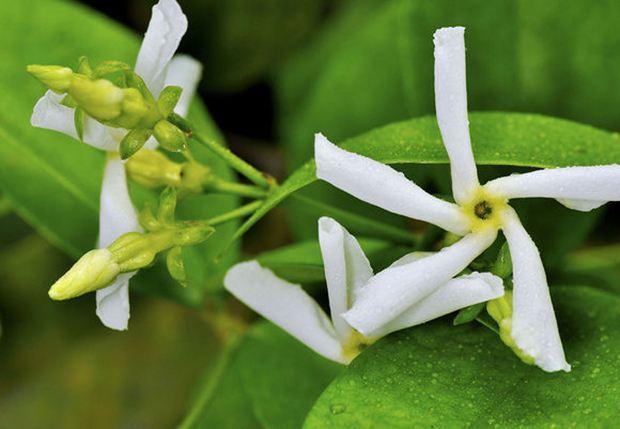 养此花,适应性极强,一个月就能长1米,花香浓而