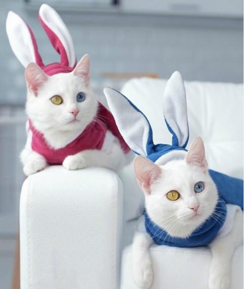 两只眼睛颜色不一样的猫咪,藏着什么样的秘密