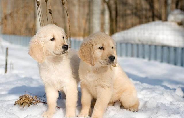 如何处理不想养的狗狗?3种方法安置,不要让狗