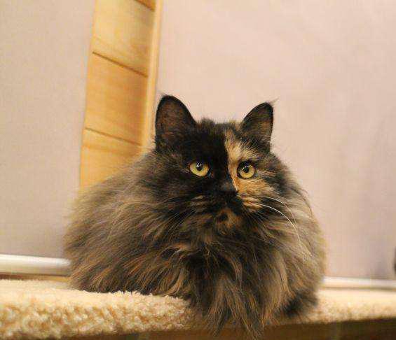 当流浪猫遇见文化人——马未都和他的观复猫|太极|猫|流浪猫_新浪网