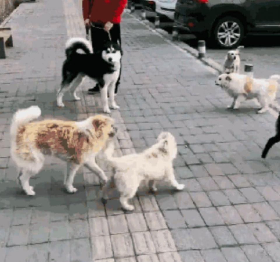 哈士奇欺负小狗狗,最后被一群狗狗包围,二哈反应让人