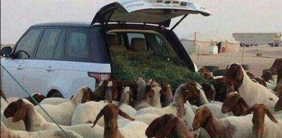 100多万的路虎豪车用来装草, 一到农庄引来一群羊