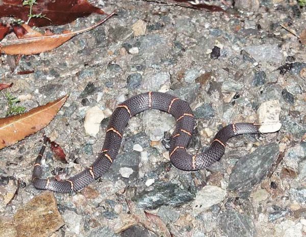 遭数万毒蛇层层包围,专家赶来一探究竟,群蛇却