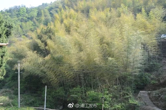 县检察院对一起涉嫌盗伐林木案犯罪嫌疑人相对不起诉