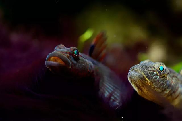 原生溪流缸的开缸心得