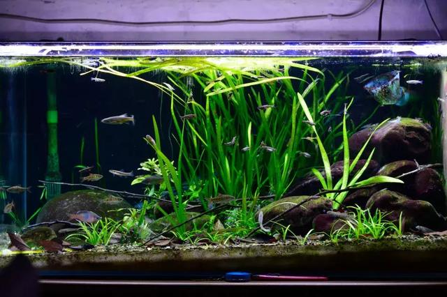 原生溪流缸的开缸心得