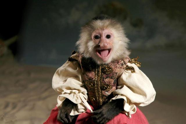 主人将宠物猴装扮成这样,顿时红遍网络,衣服还