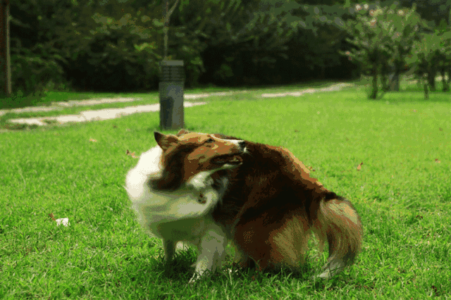 壁纸 动物 狗 狗狗 640_426 gif 动态图 动图