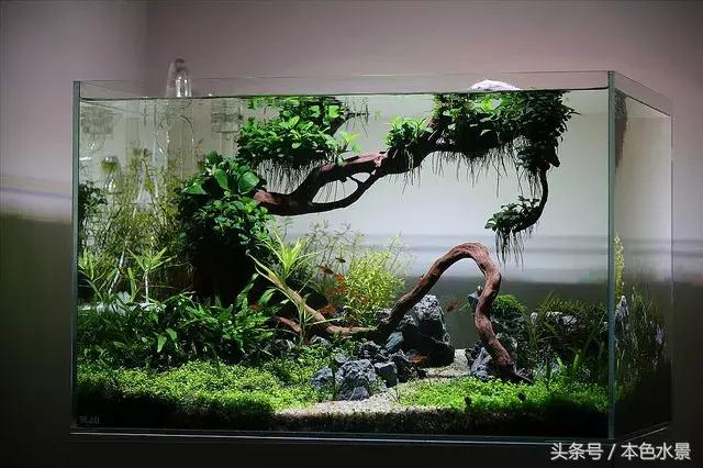 水景草缸技术前期靠设计后期靠修剪，水族造景水草缸学习开店培训