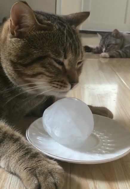 天气太热了,猫咪抱着冰块狂舔,猫:我的命都是这冰块给