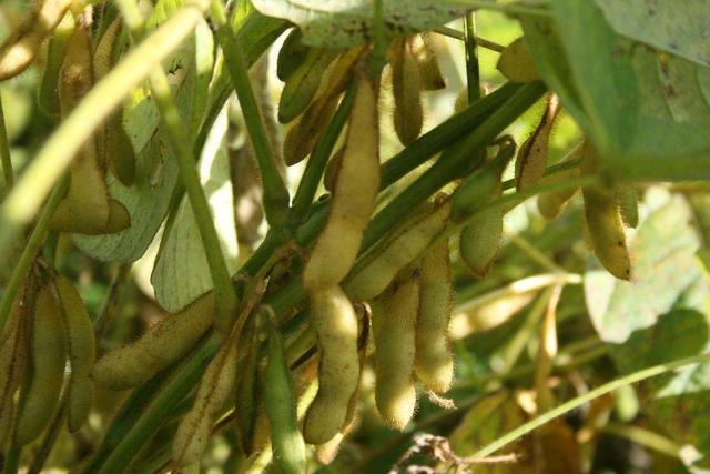 黄豆是豆科植物大豆的黄色种子,为"豆中之王".
