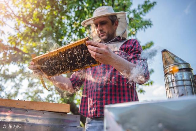 小蜜蜂能蜇死人吗?蜂毒对人有害吗?