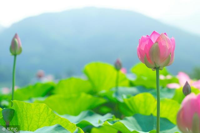 2018年5月3日正能量语录:任何的安慰都没有自