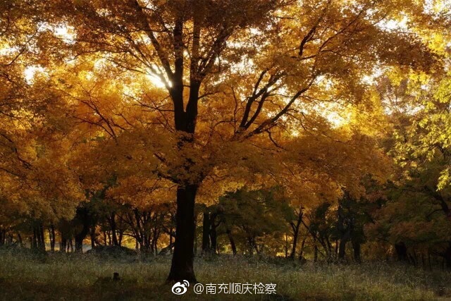 情法浇灌梧桐树,梧桐佑我成长路