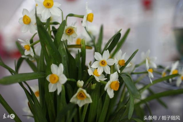 中国河北省各城市代表性市树市花大汇总