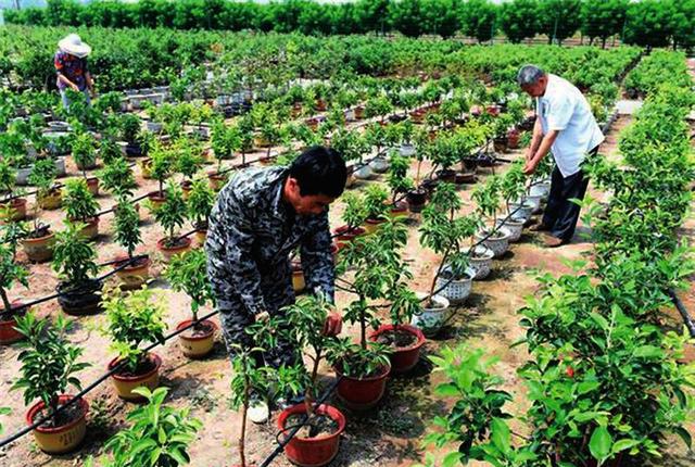 通过人工控制矮化栽培,整形修剪,滴水施肥等,共培育苹果,蓝莓,黄金梨