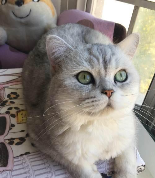 猫星人英短:英短银渐层
