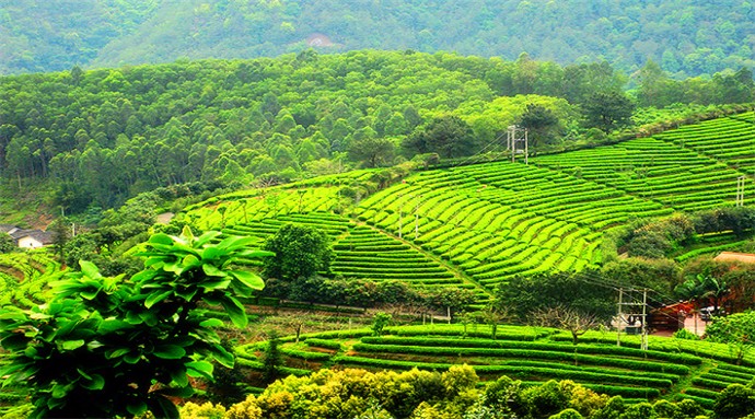 梅州雁南飞茶园
