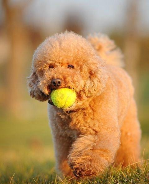 新手养狗注意事项