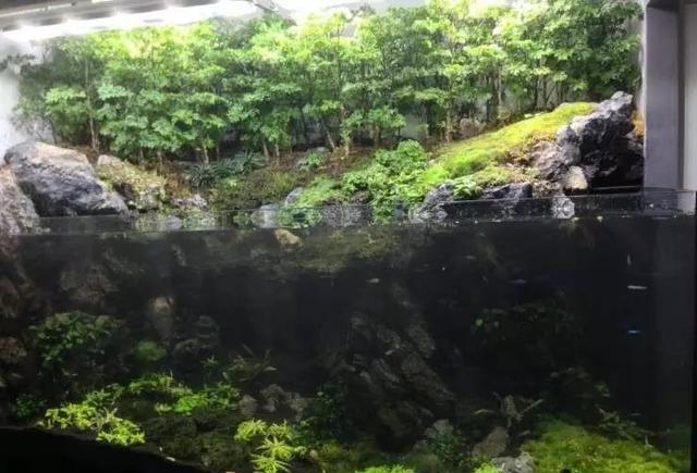 水草缸雨林缸造景:在夹缝中求生存的水陆缸,集两家之长!