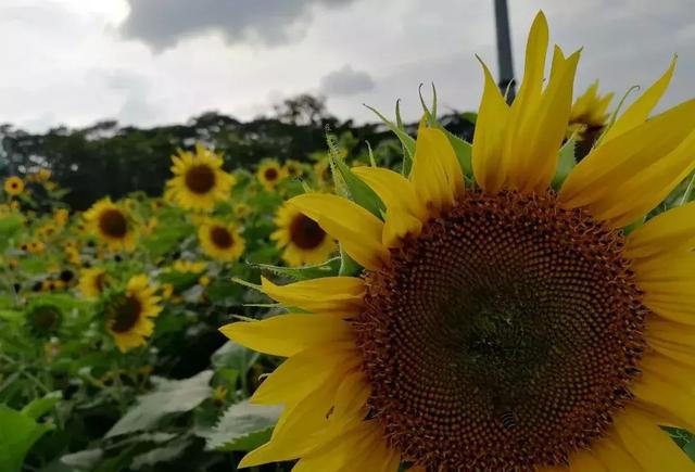 宫粉紫荆,泰国樱花,新加坡宫粉勒杜鹃, 小叶紫薇以及向日葵,鸡蛋花