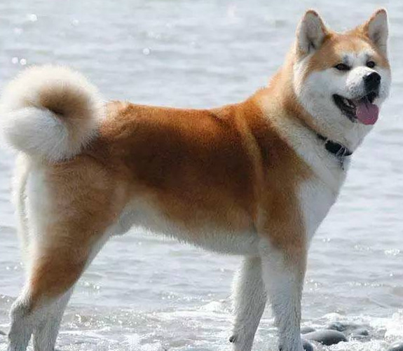 两种颜色的秋田犬你喜欢哪个,我喜欢图三白色的