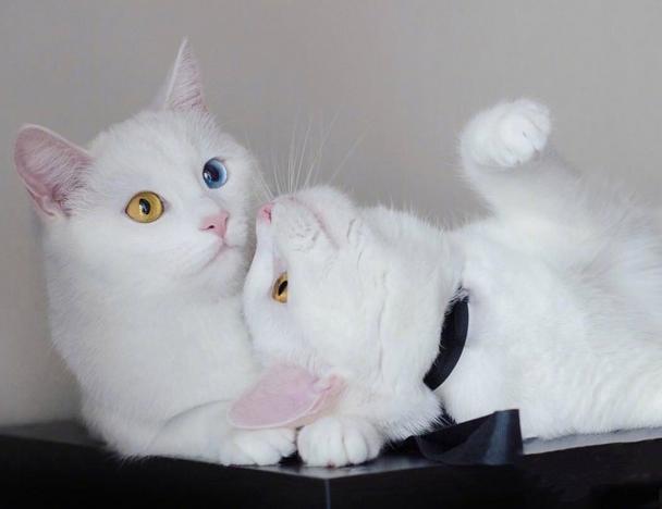 两只眼睛颜色不一样的猫咪,藏着什么样的秘密