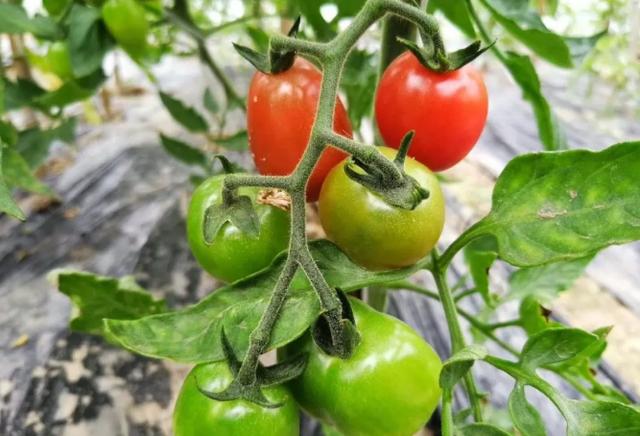 牌楼村鹤丰农庄打造成为上海郊区田园综合体