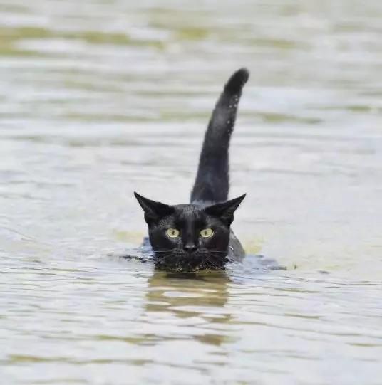 曾经被遗弃的小黑猫,因为在海里游泳,一夜之间