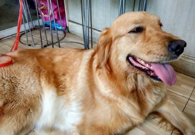 女子买了只小金毛,带回家后不吃不喝,肚子里取