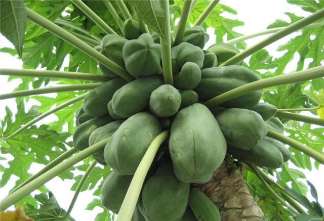 种水果以前没人要拿来喂猪, 现在一年挣十万元