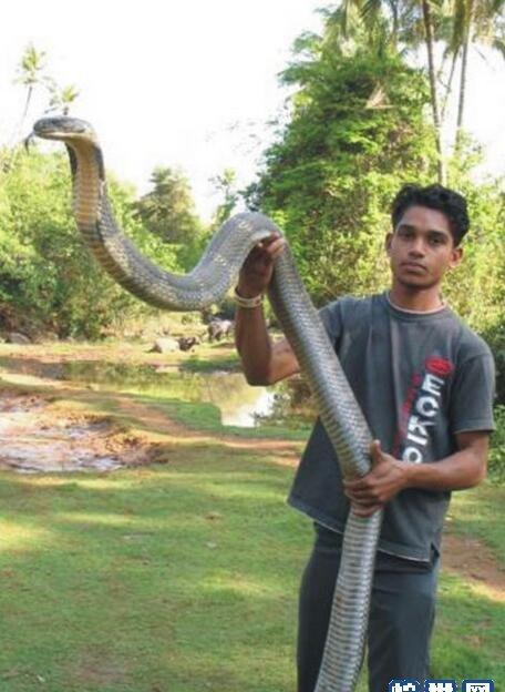 最大的眼镜王蛇到底有多大?看看才知道