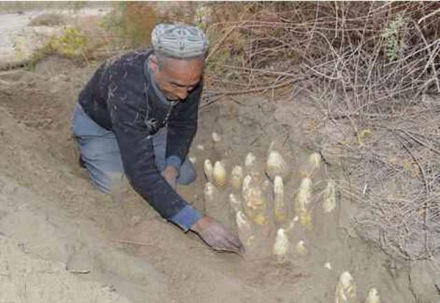 这种寄生植物,比人参还贵,只生长在沙漠里,很多人冒险去挖来吃