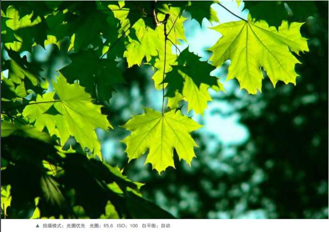 在洒满阳光的树林中拍摄时,也能够运用长焦镜头挑选一片或几片树叶