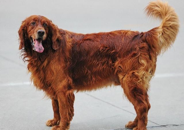 什么狗没有体味?十大体味最小最干净的犬!你的